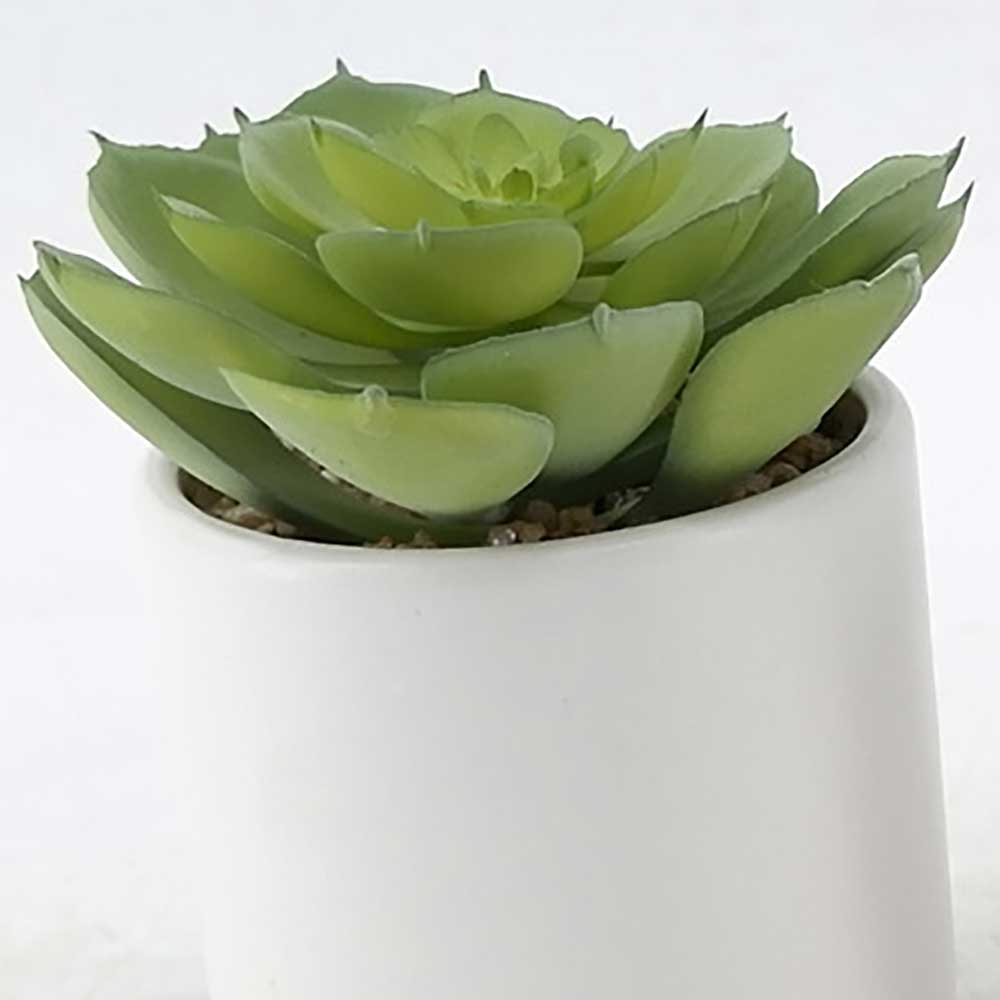 MC20-9523P Succulent Lotus