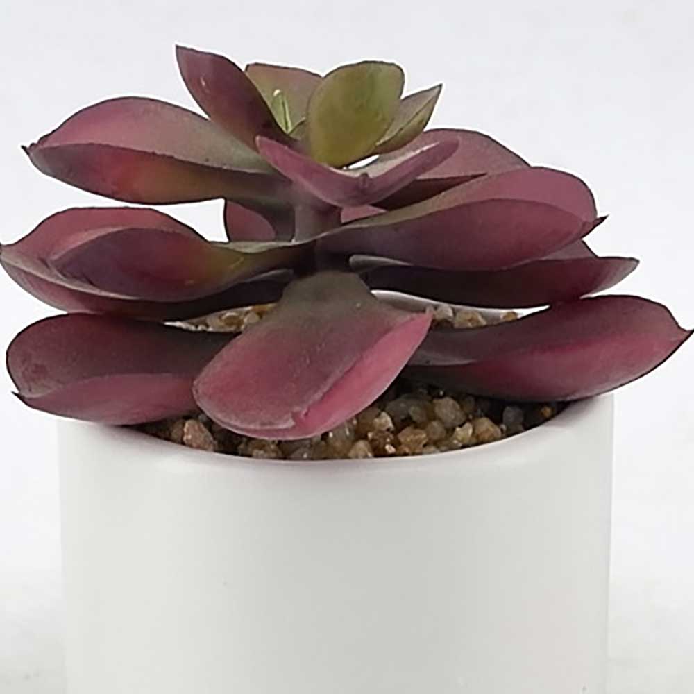 MC20-9523P Succulent Lotus