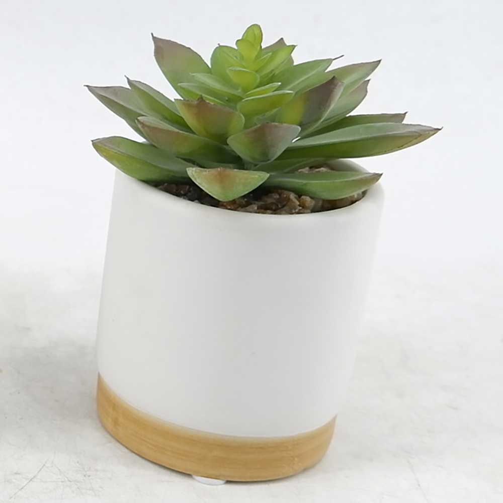 MC20-9523P Succulent Lotus