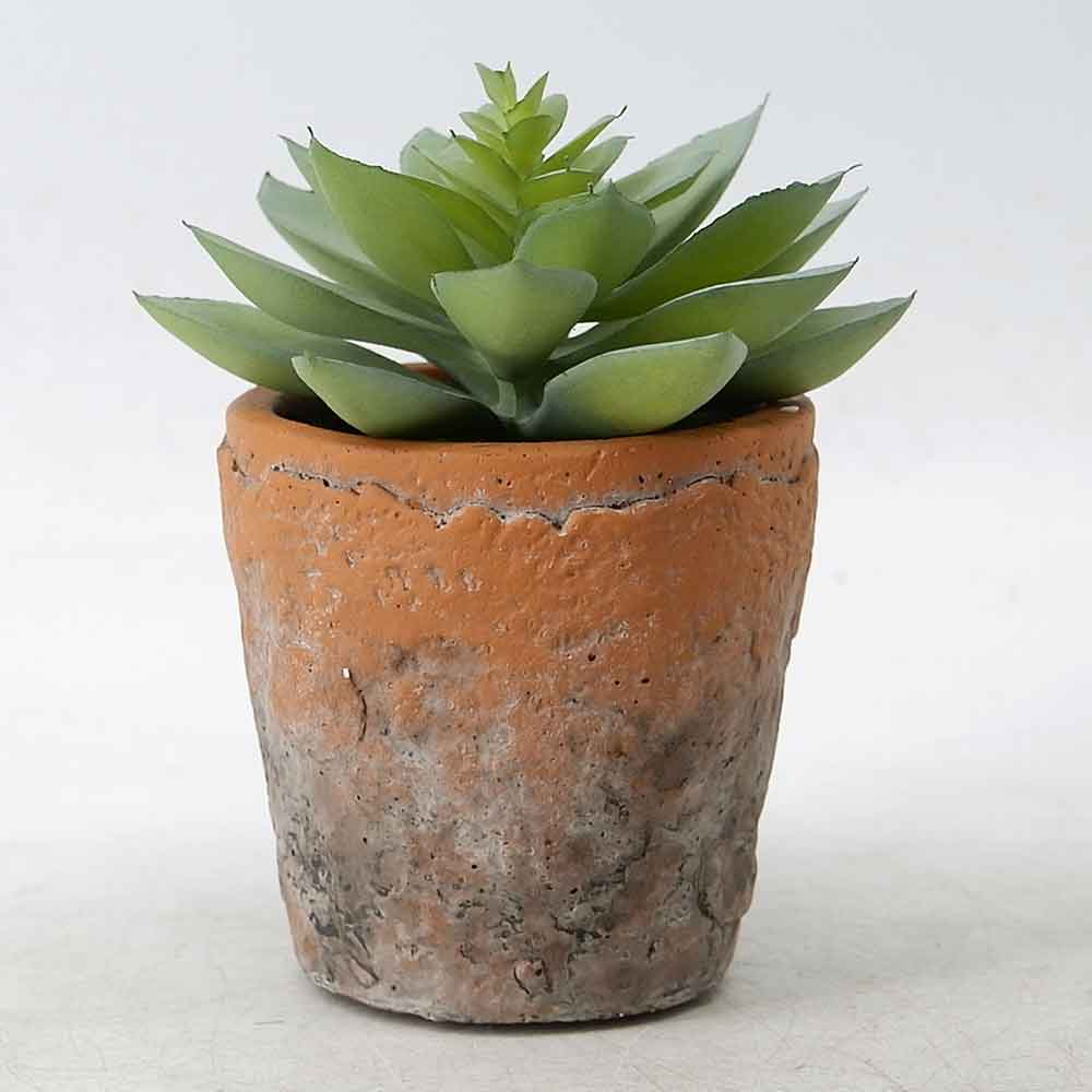 MC20-9788P Succulent Lotus