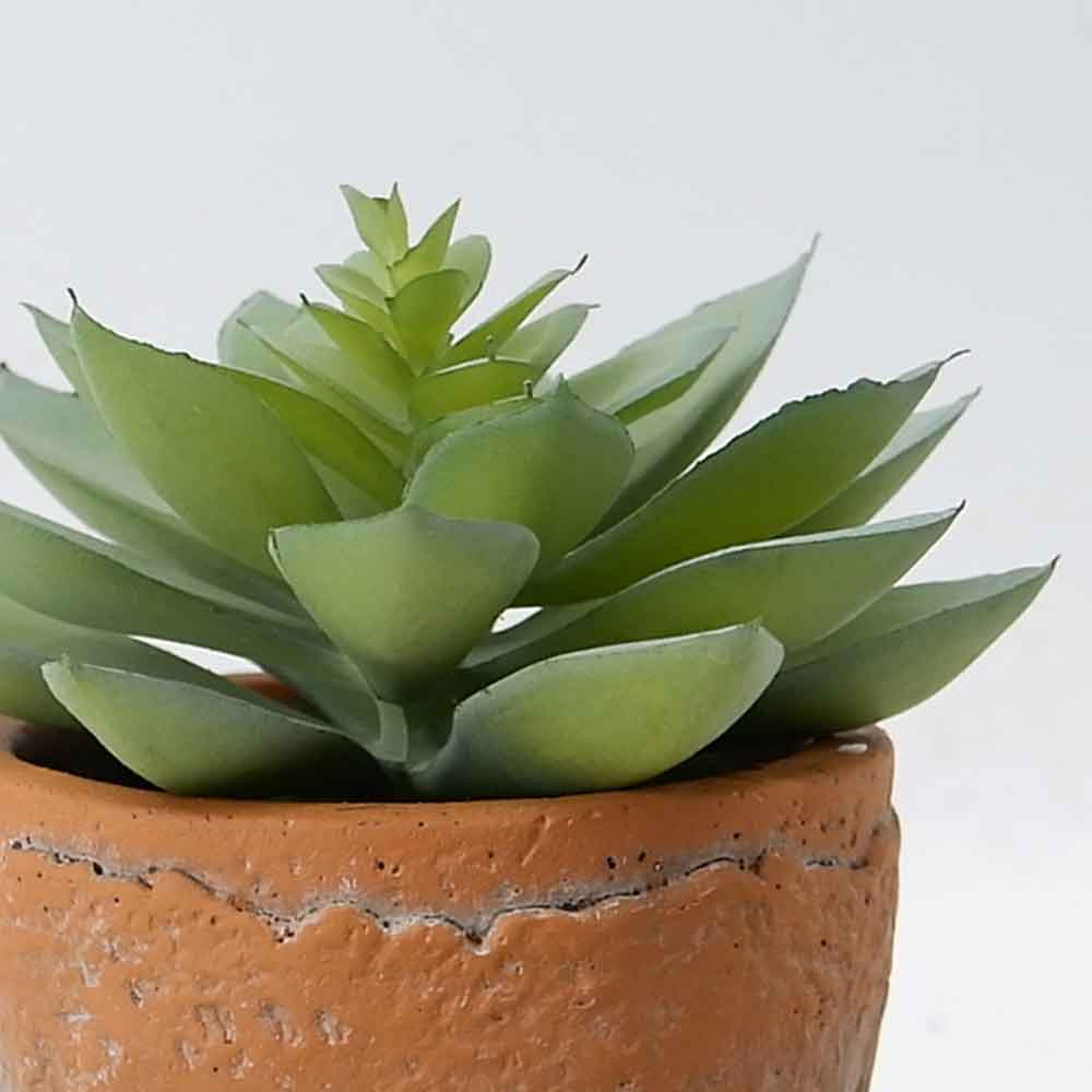 MC20-9788P Succulent Lotus