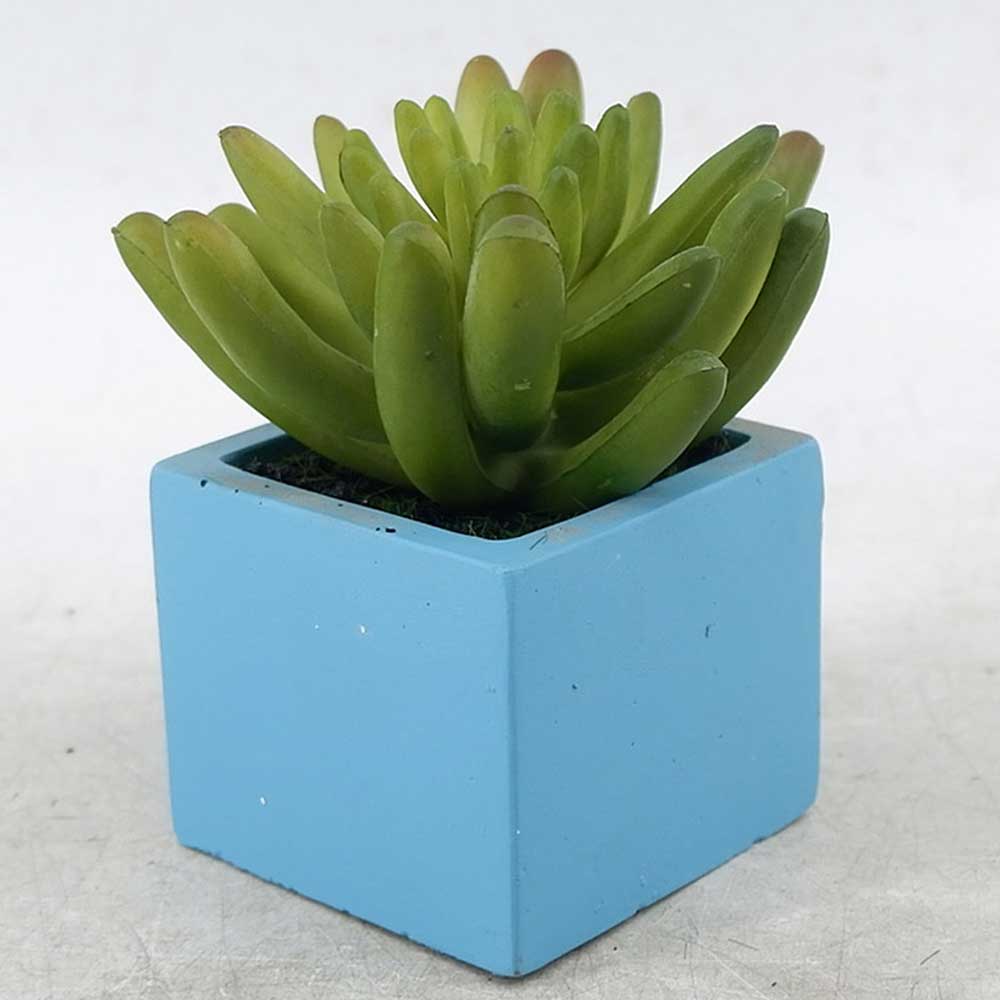 MC21-11348S Succulent Lotus