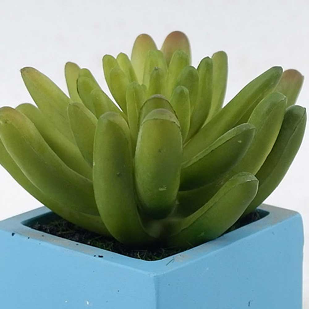 MC21-11348S Succulent Lotus