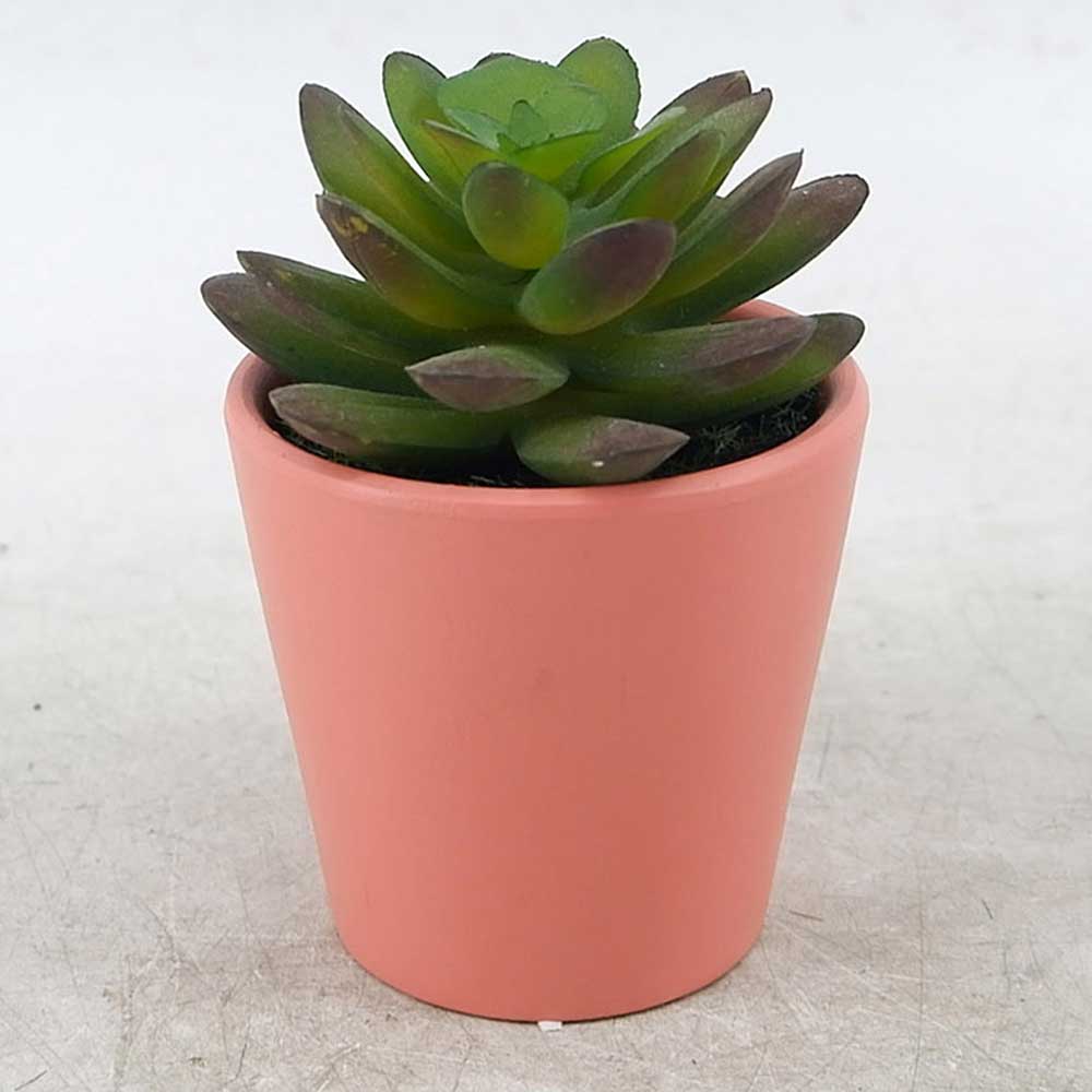 MC21-11349P Succulent Lotus