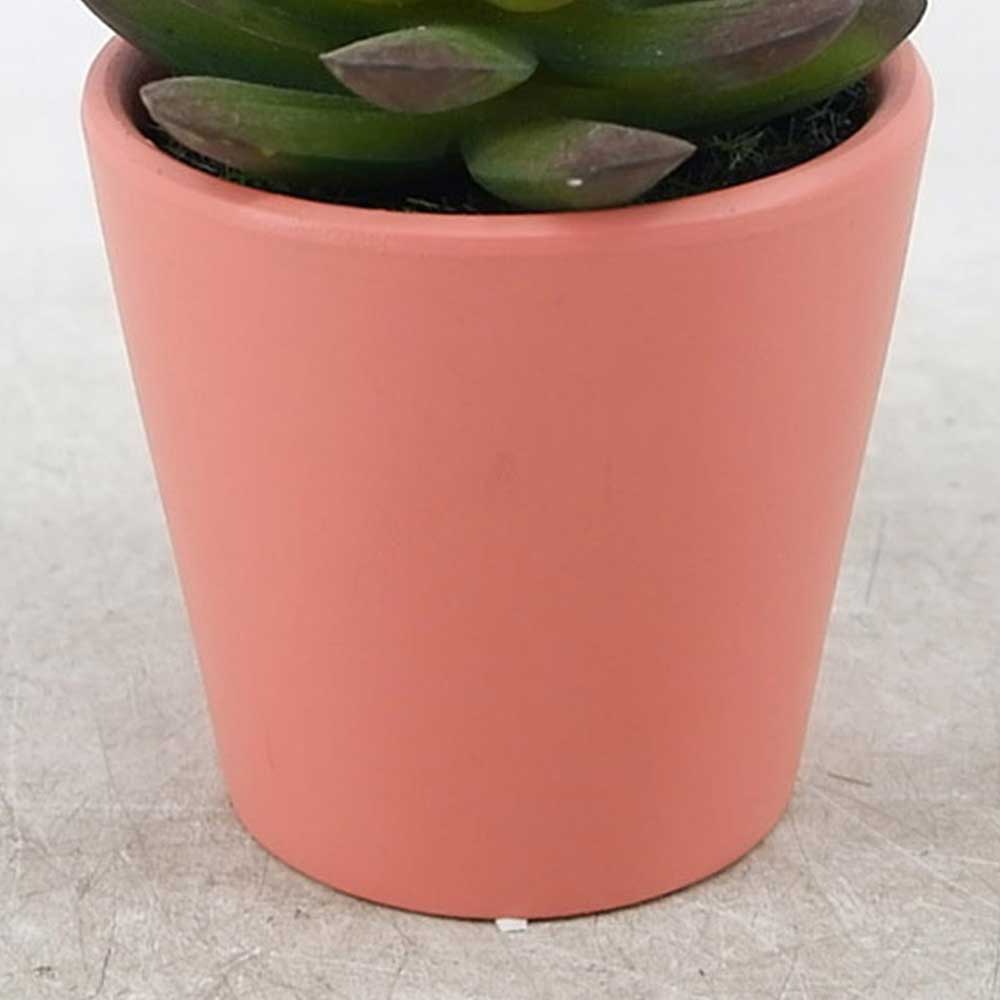 MC21-11349P Succulent Lotus