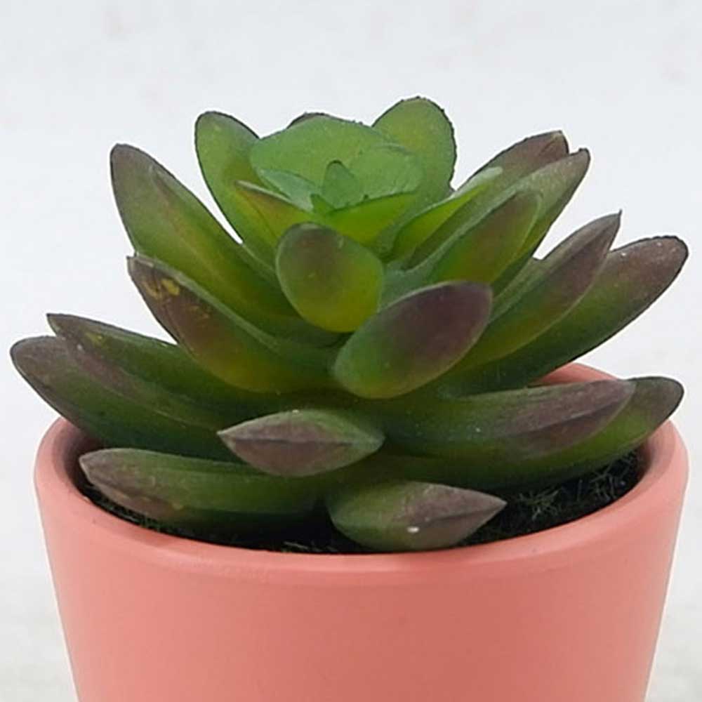 MC21-11349P Succulent Lotus