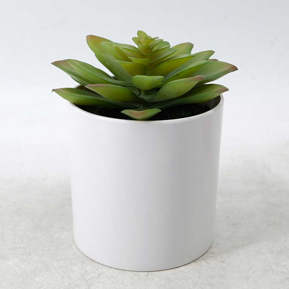 MC21-11595J Succulent Lotus