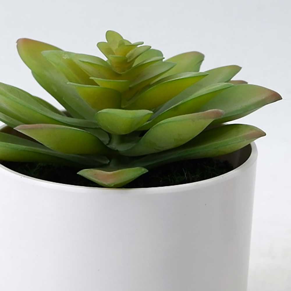 MC21-11595J Succulent Lotus