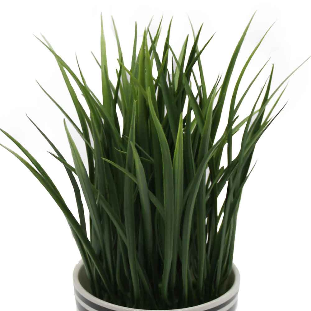 MC2979 Grass