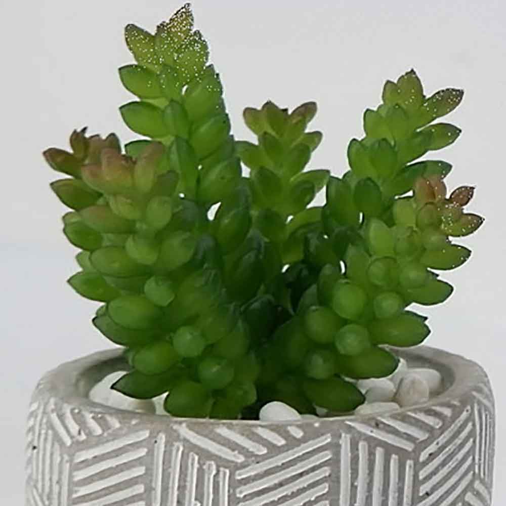 MC17-3412S Succulent Single