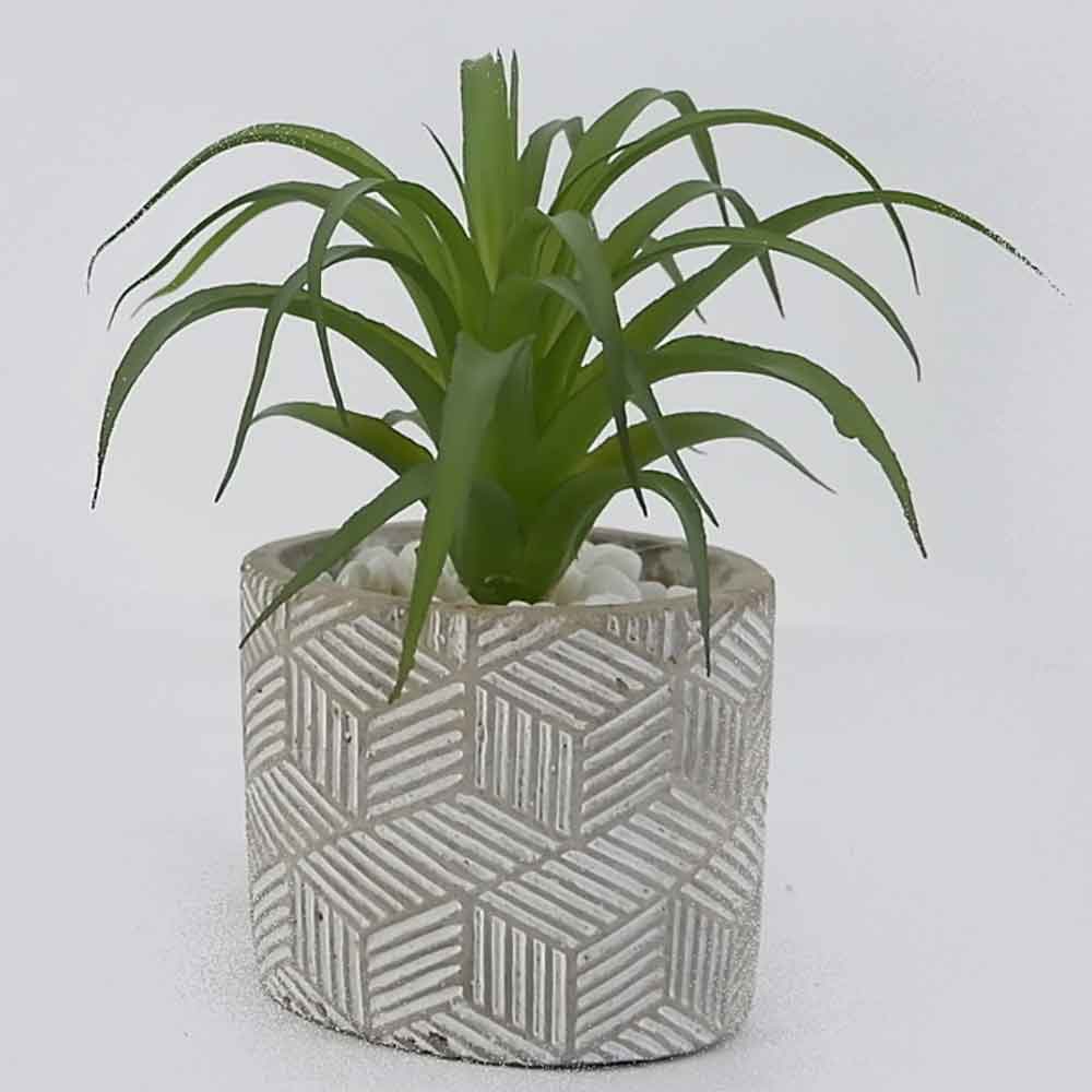 MC17-3416S Succulent Single