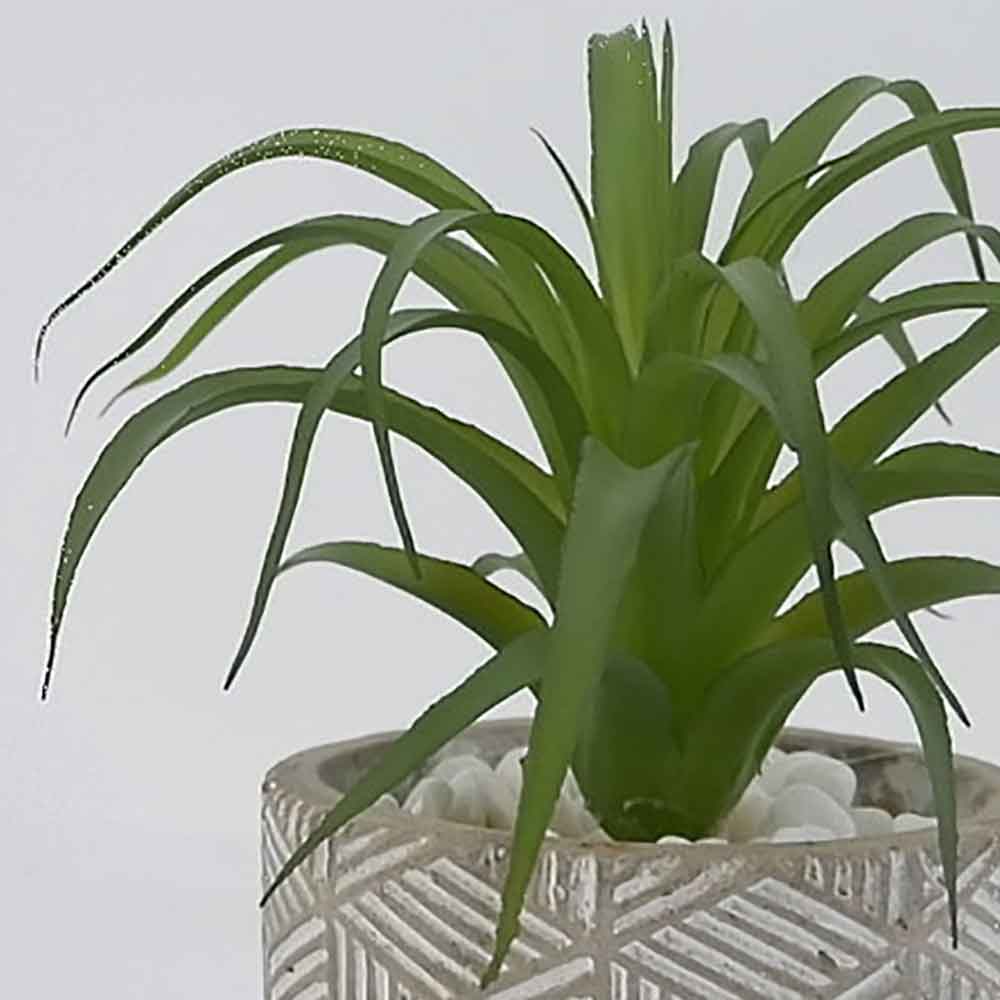 MC17-3416S Succulent Single