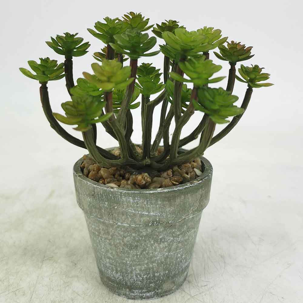 MC18-4670Z Succulent Single