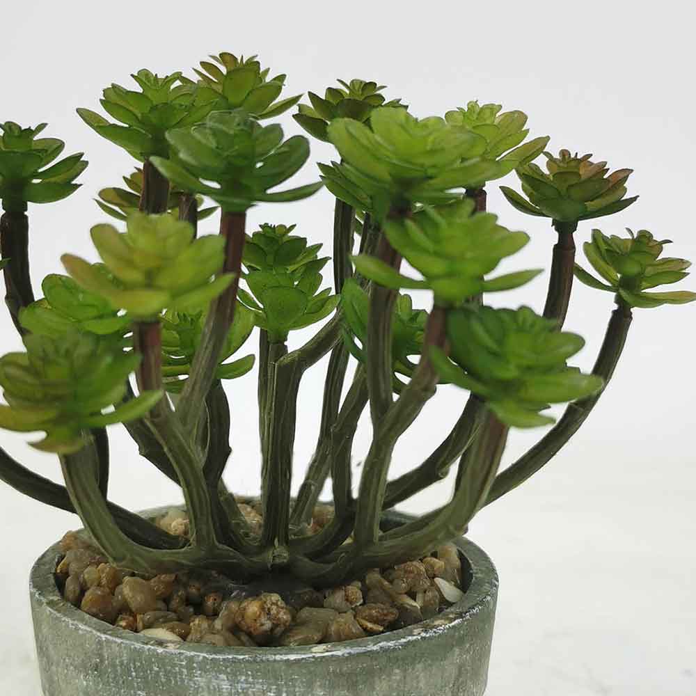 MC18-4670Z Succulent Single