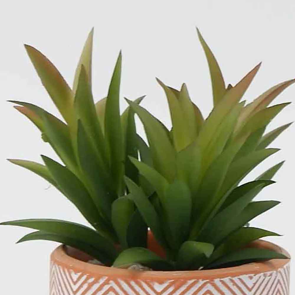 MC19-7594P Succulent Single