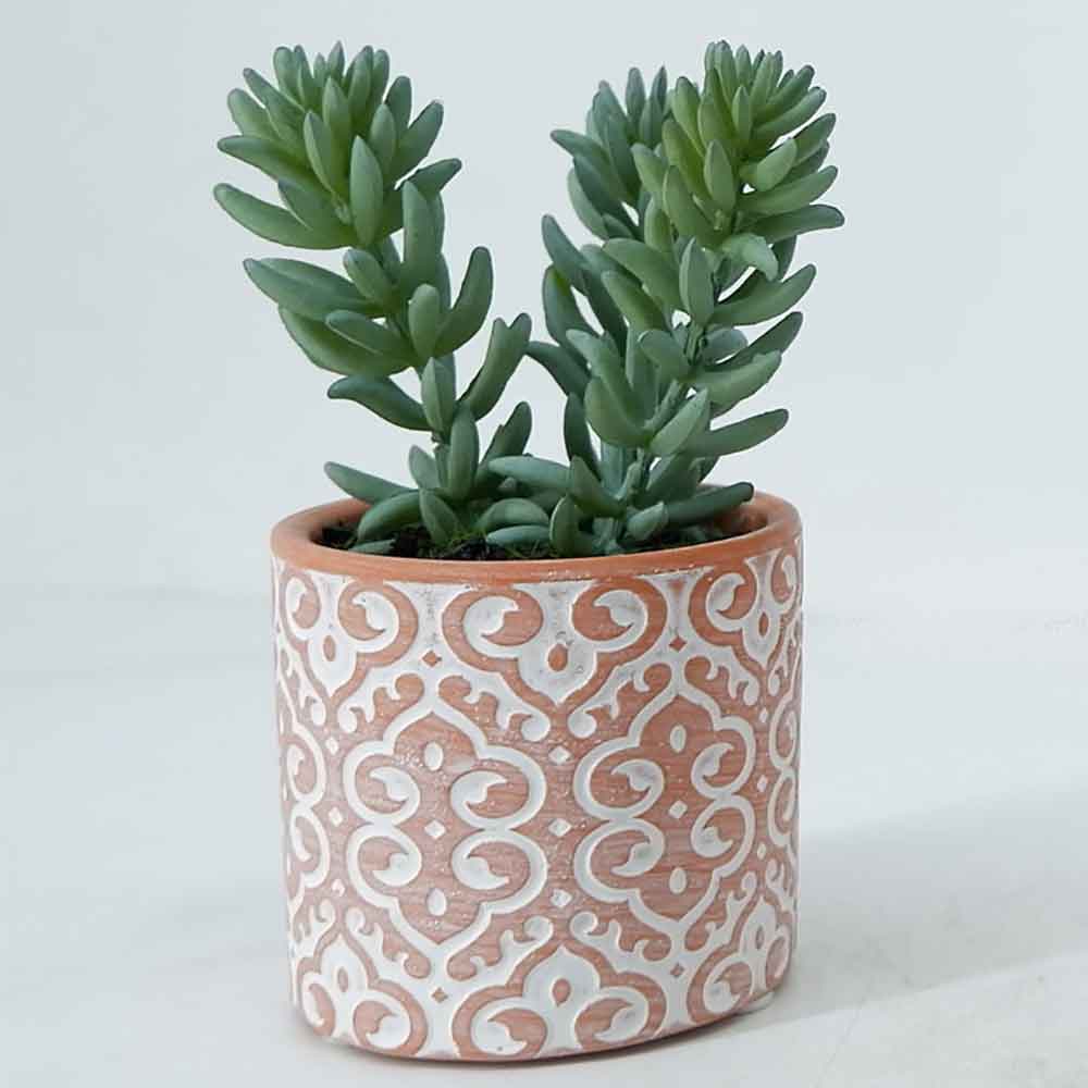 MC19-7885P Succulent Single