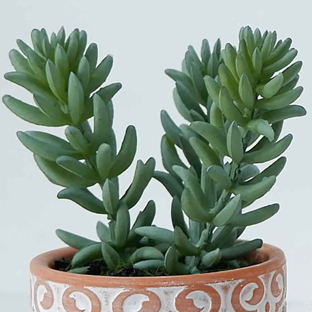 MC19-7885P Succulent Single