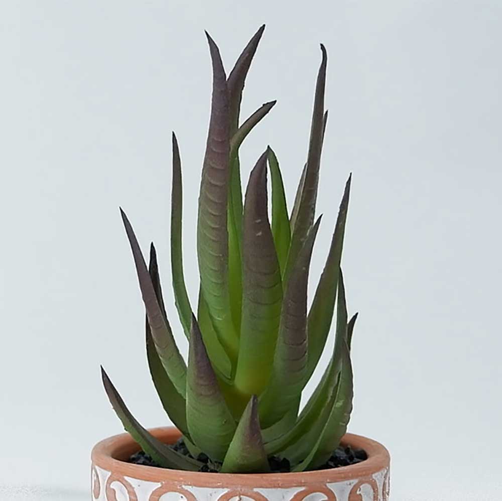 MC19-7885P Succulent Single