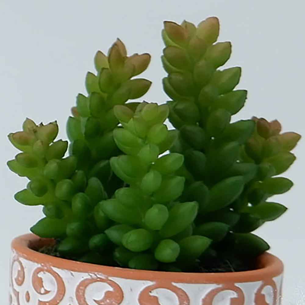 MC19-7885P Succulent Single