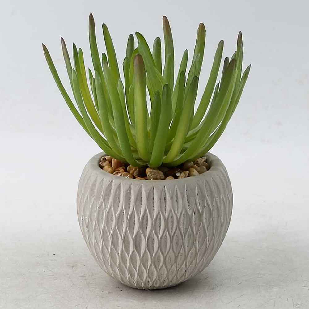 MC20-9726S Succulent Single