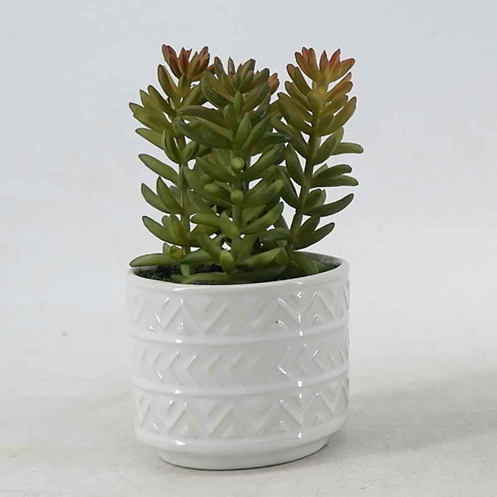 MC21-10914P Succulent Single