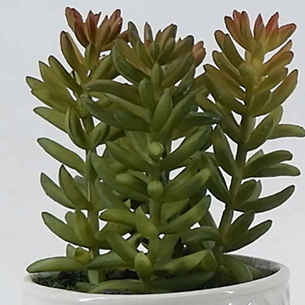 MC21-10914P Succulent Single