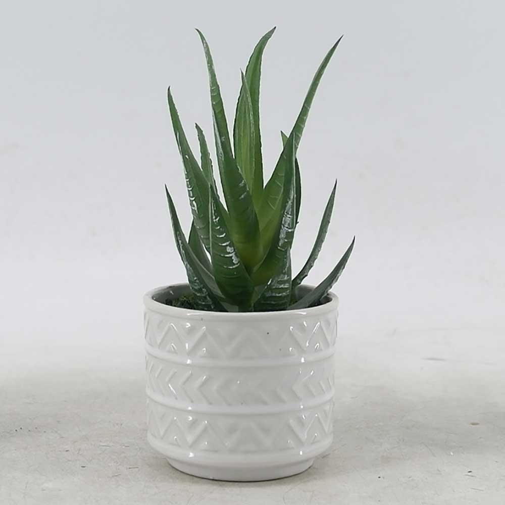 MC21-10914P Succulent Single