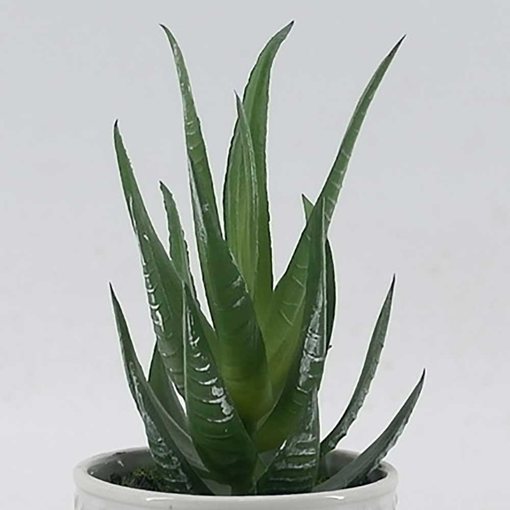 MC21-10914P Succulent Single