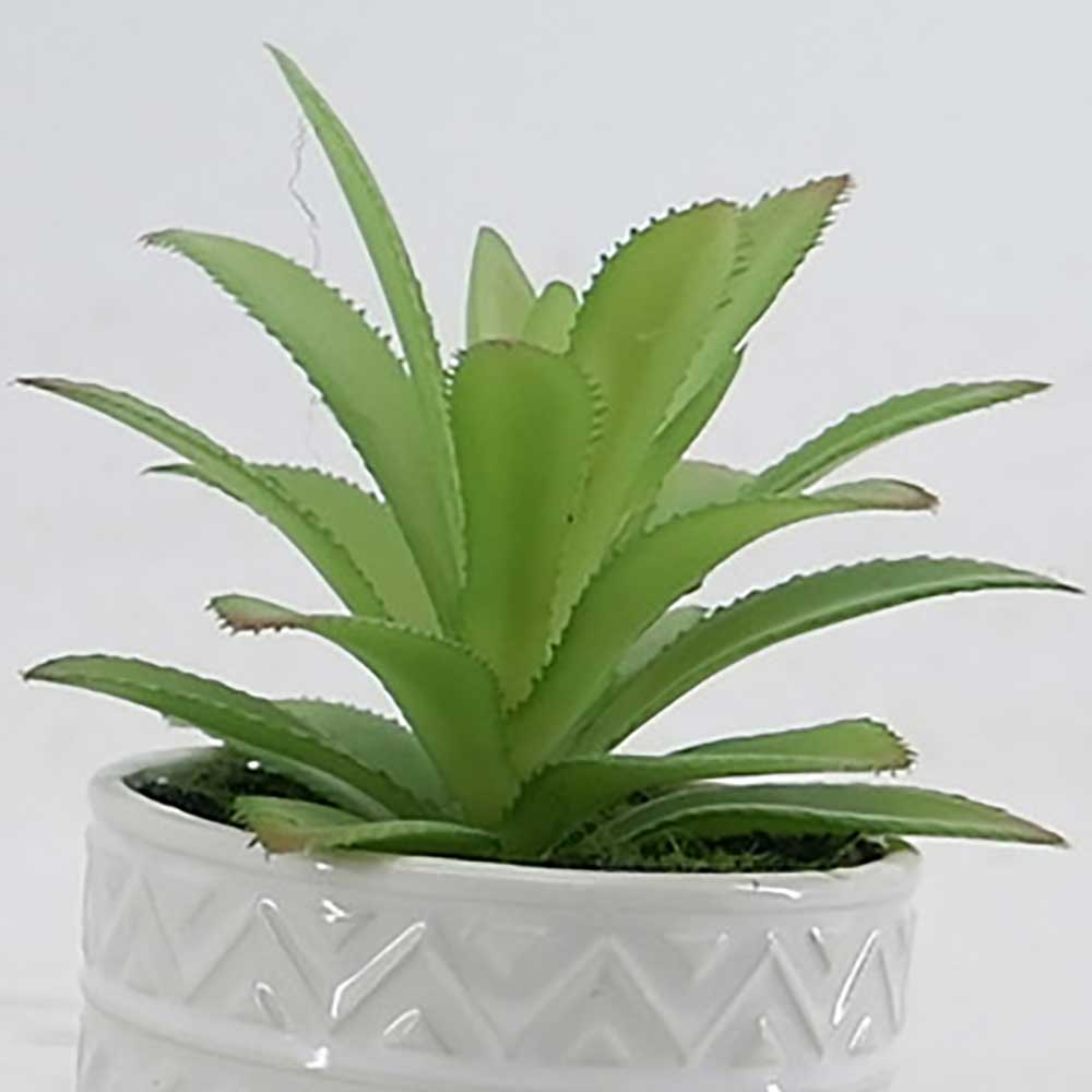 MC21-10914P Succulent Single