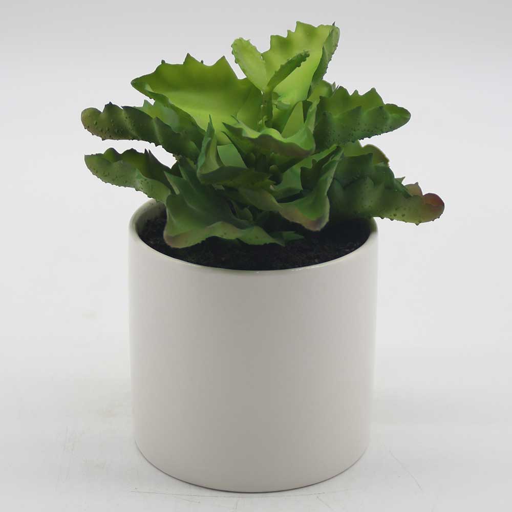 MC0051 Succulent Single