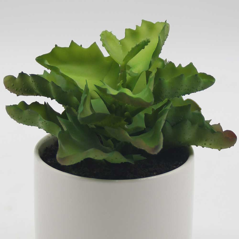 MC0051 Succulent Single