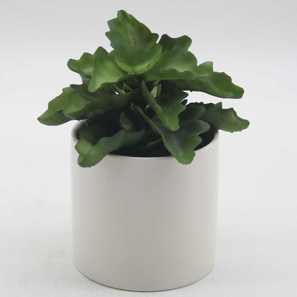 MC0051 Succulent Single