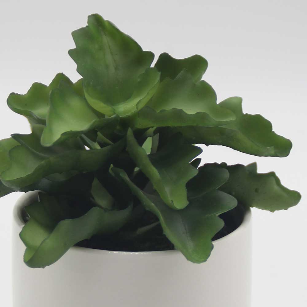 MC0051 Succulent Single