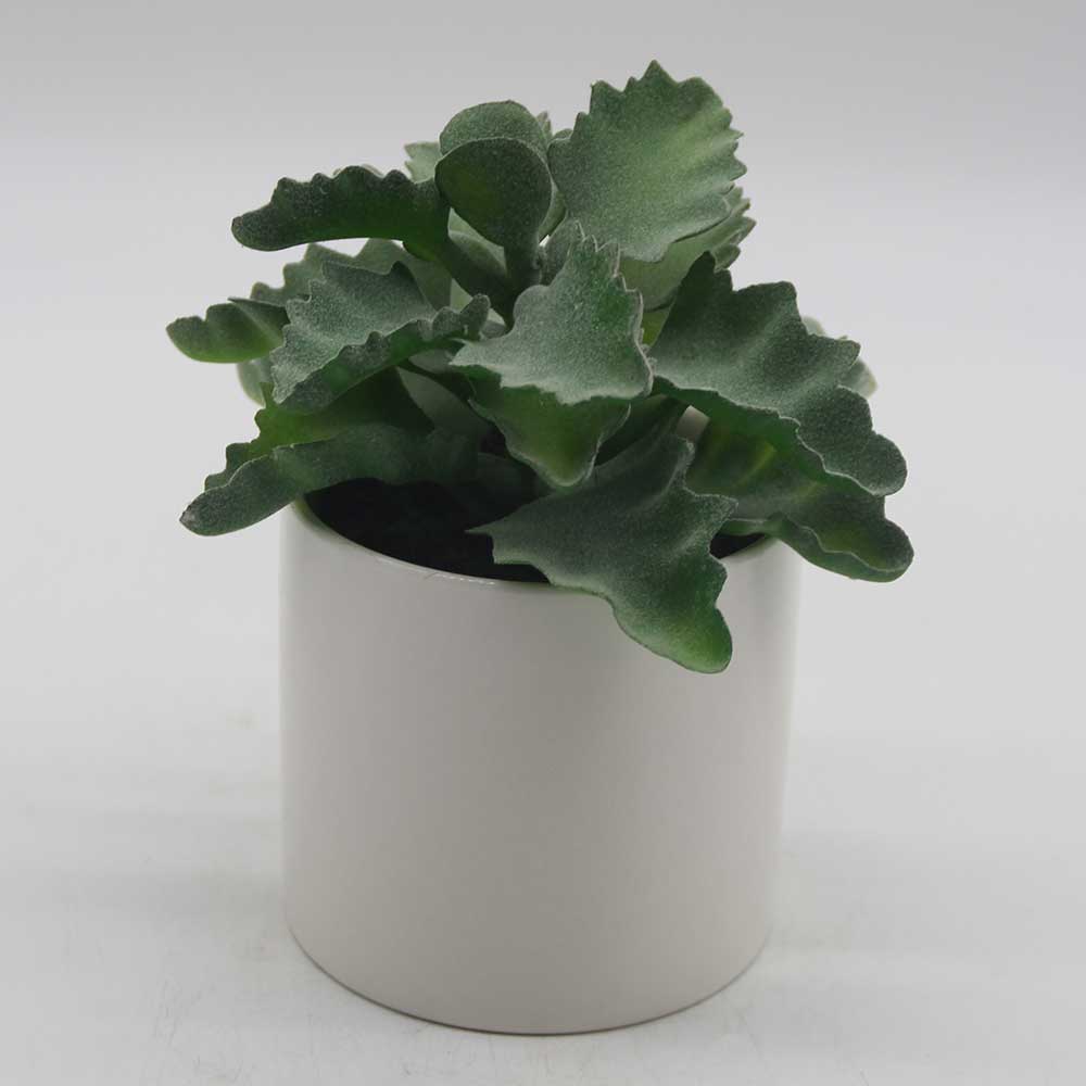 MC0051 Succulent Single