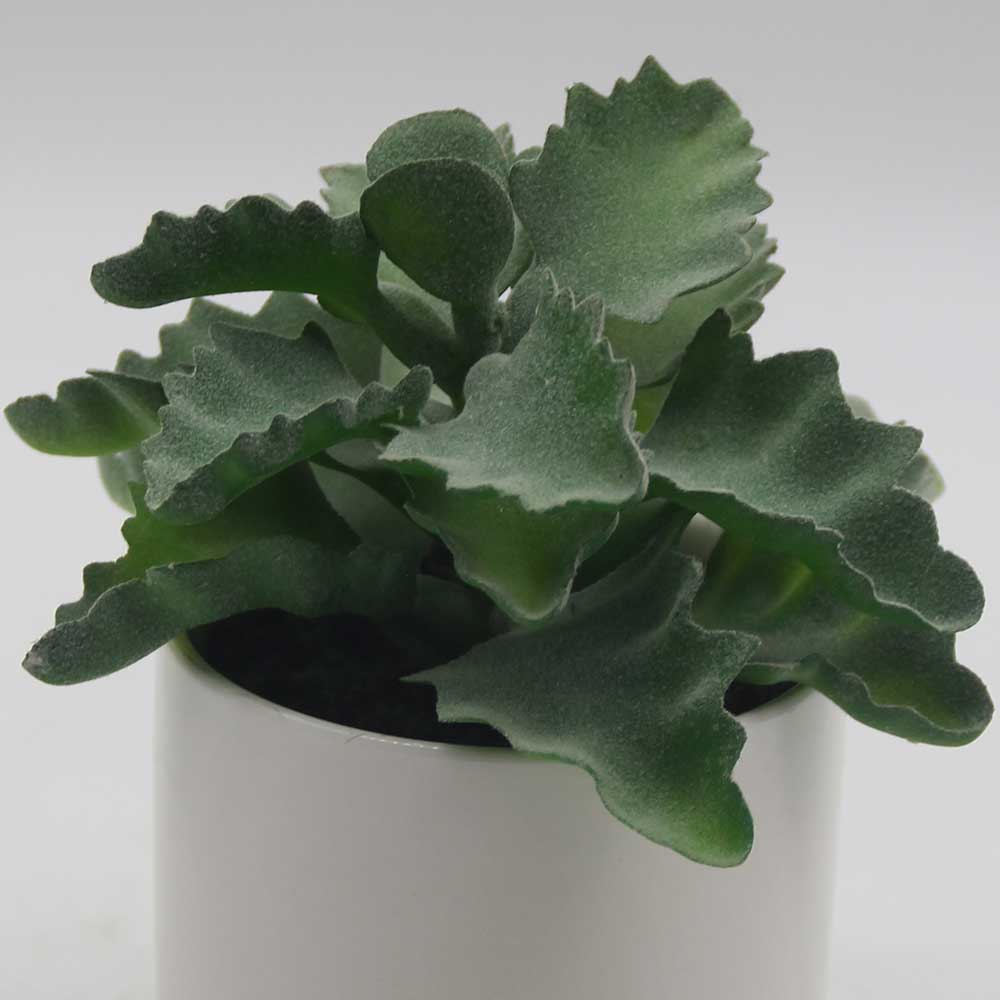 MC0051 Succulent Single