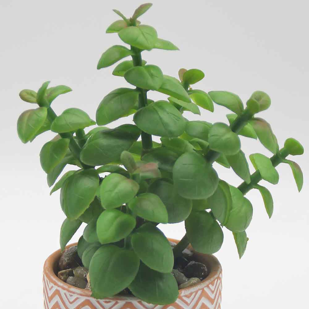 MC0056 Succulent Single