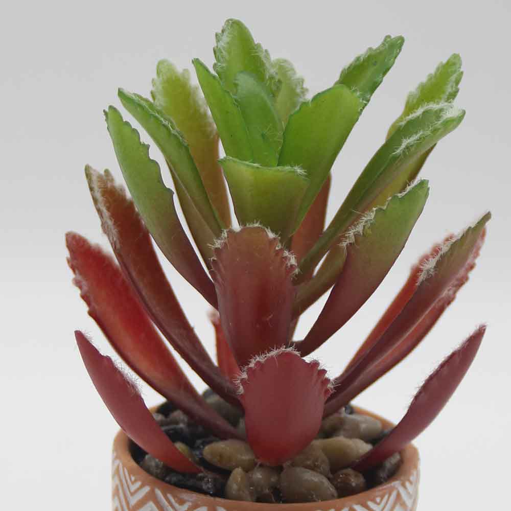 MC0057 Succulent Single