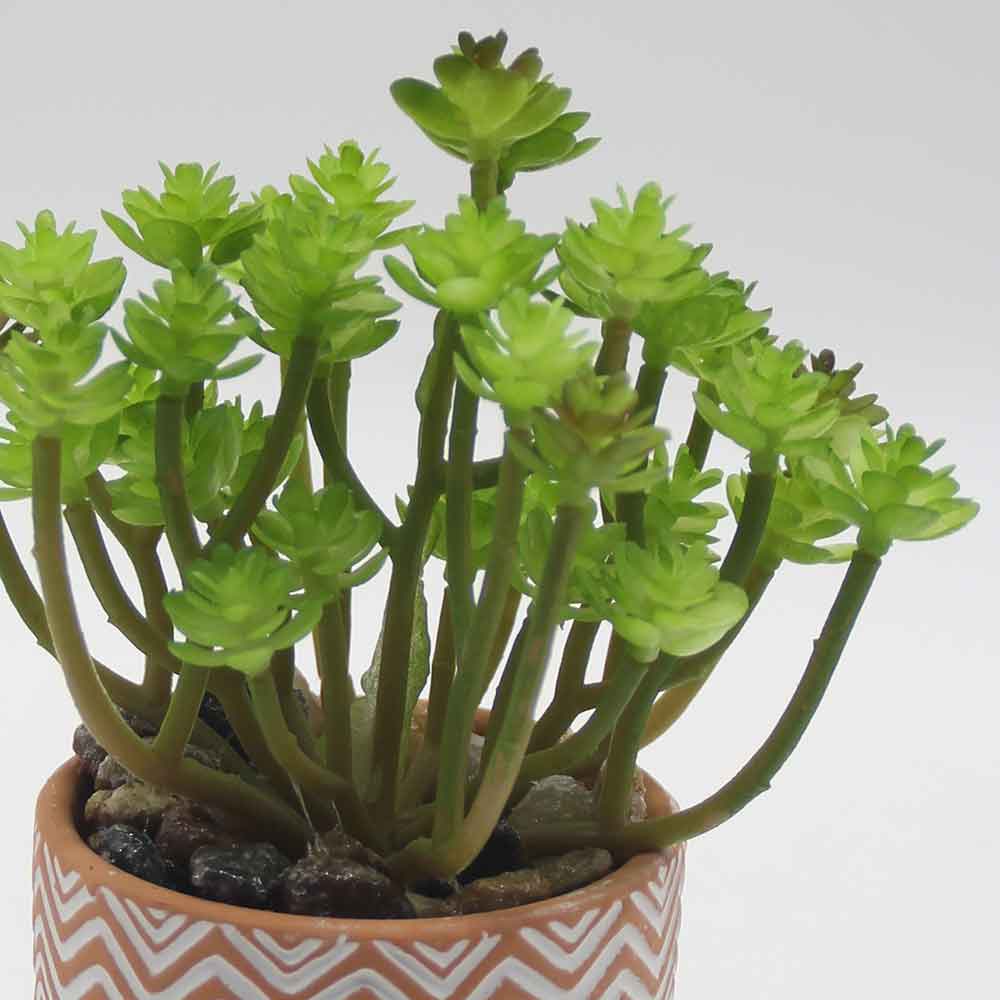 MC0058 Succulent Single