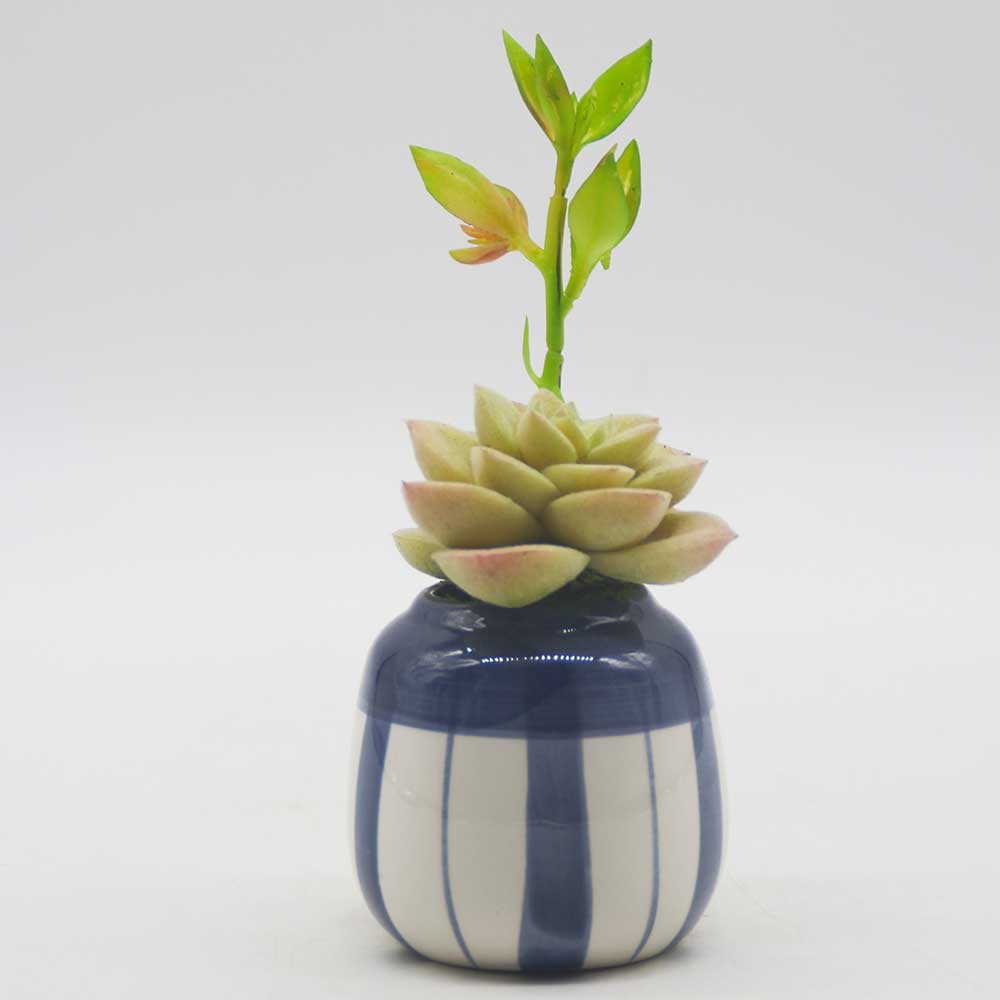 MC0111 Succulent Single