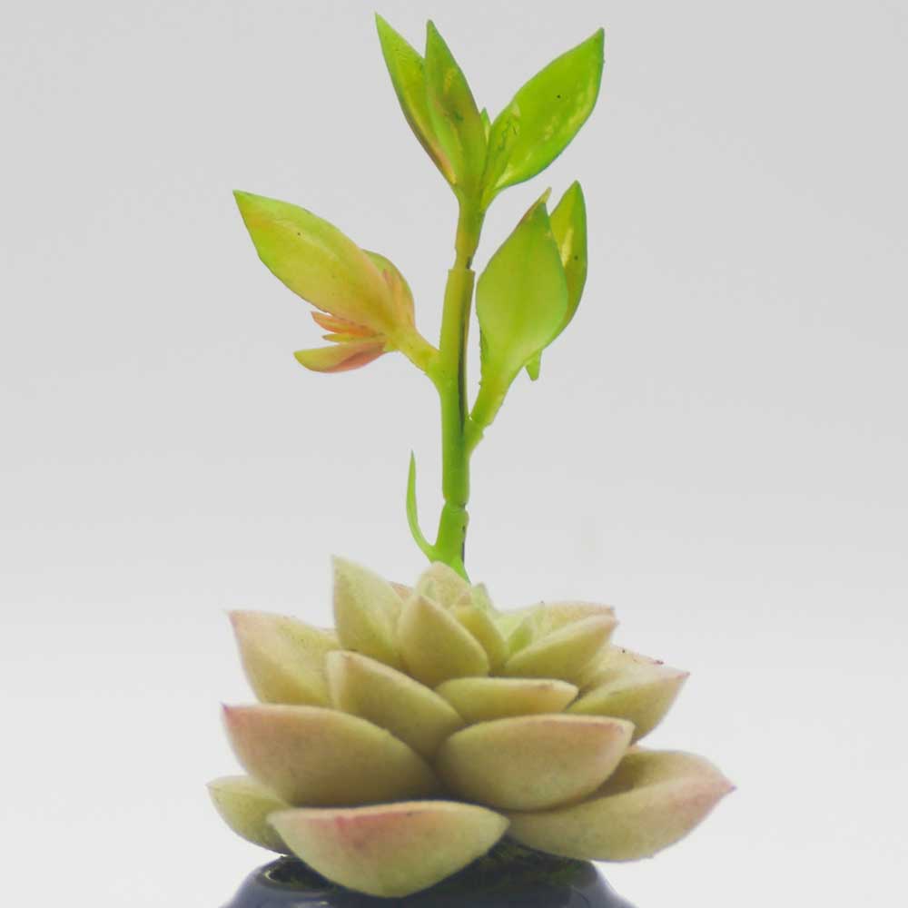 MC0111 Succulent Single