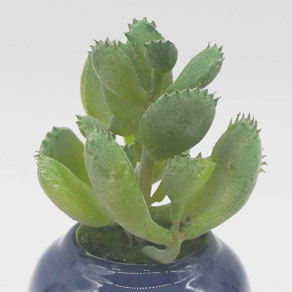 MC0112 Succulent Single