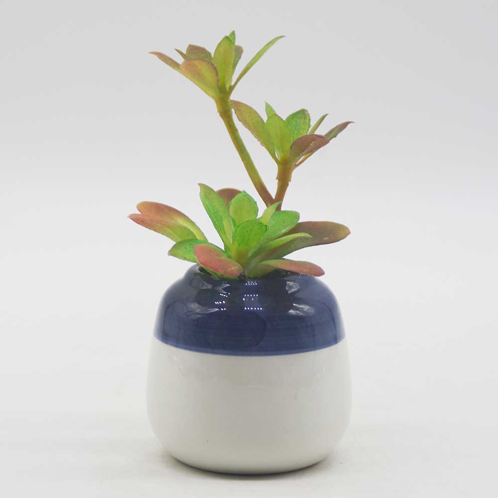 MC0113 Succulent Single