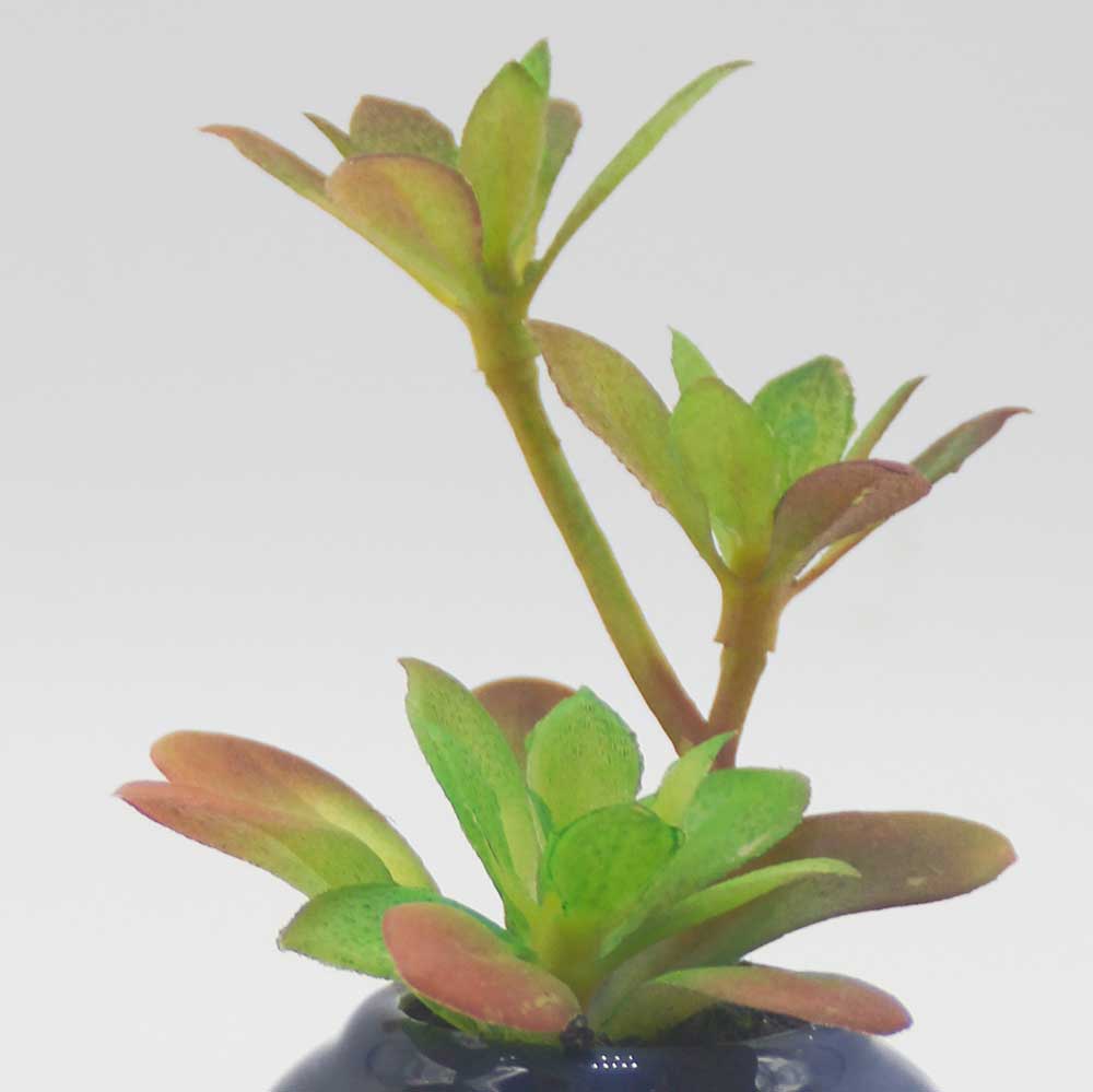 MC0113 Succulent Single