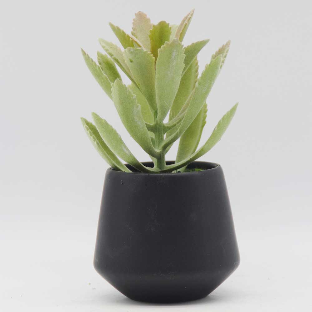 MC0179 Succulent Single