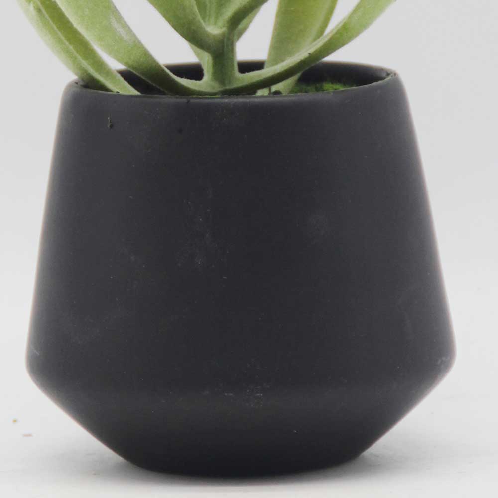 MC0179 Succulent Single