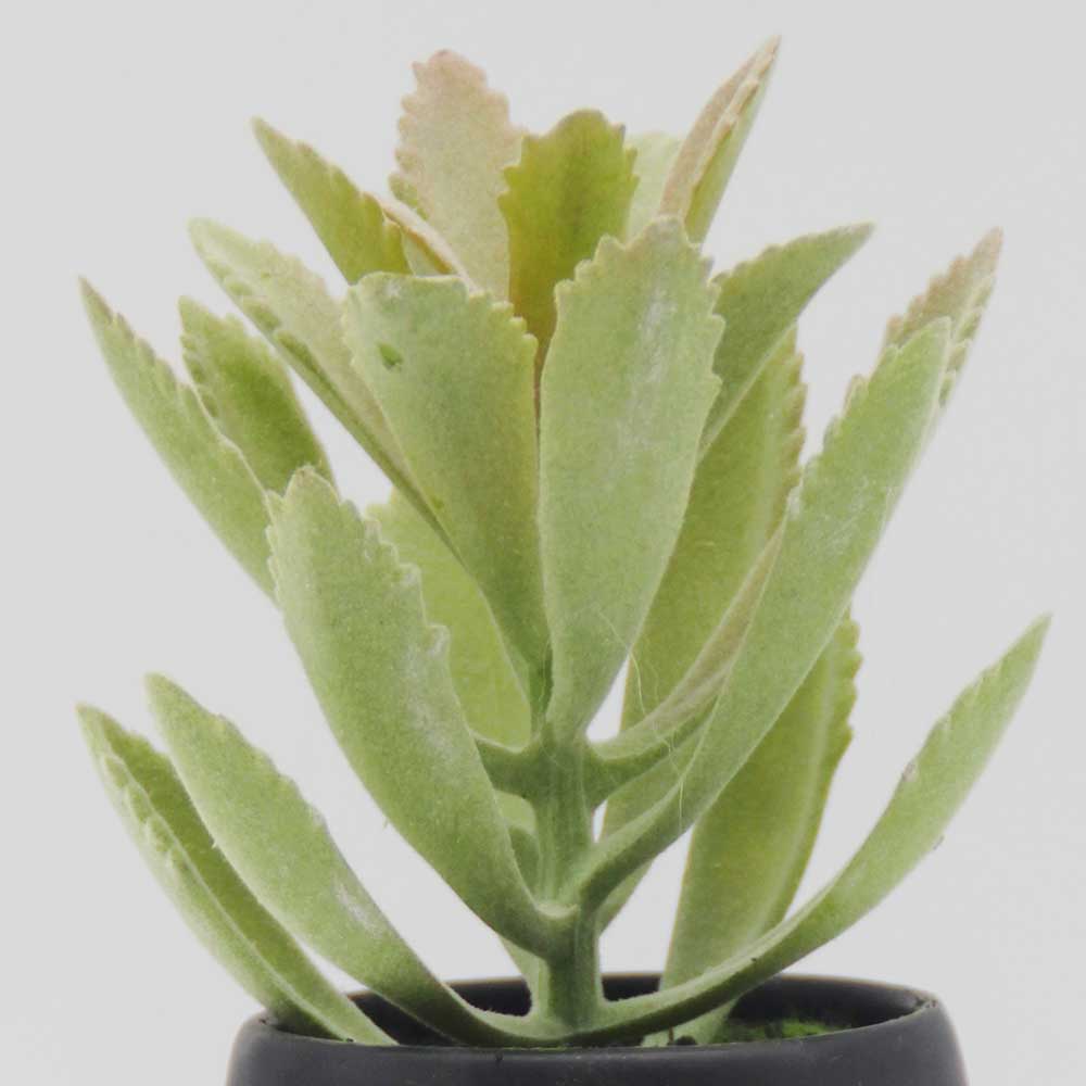 MC0179 Succulent Single