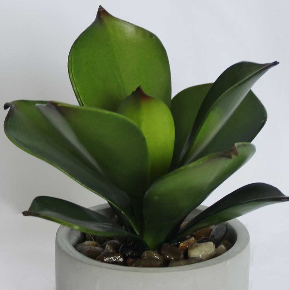 MC2932 Succulent Single