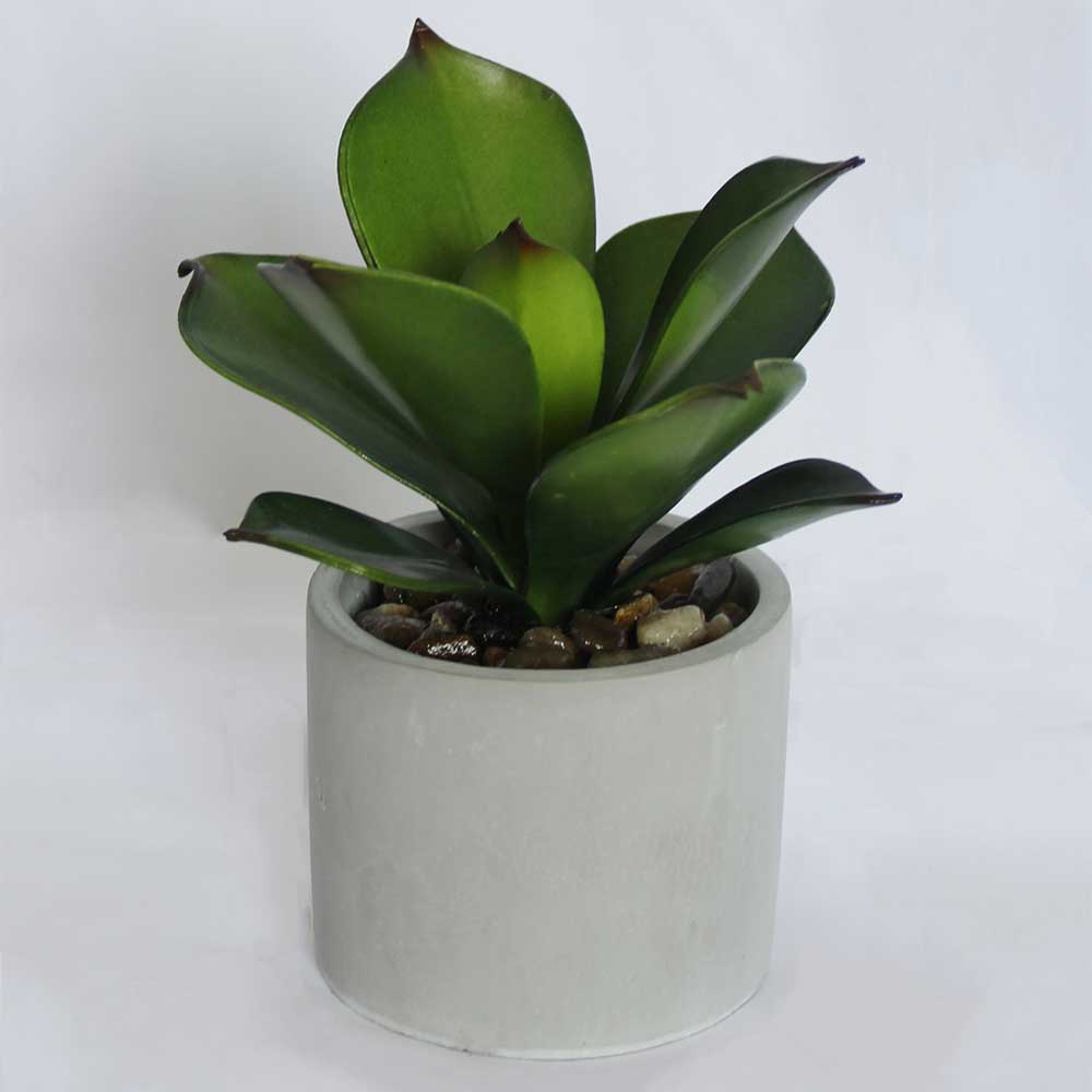 MC2932 Succulent Single