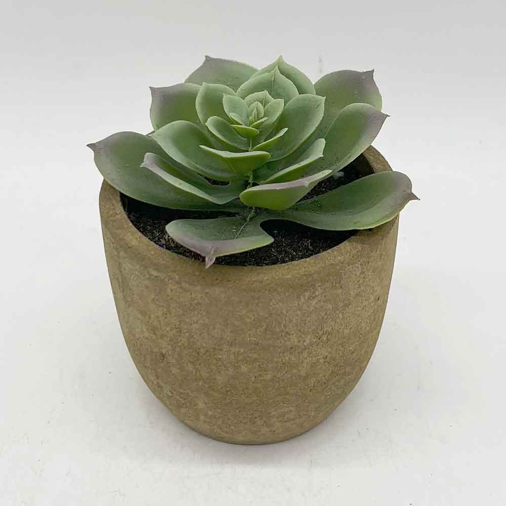 MC3394 Succulent Single