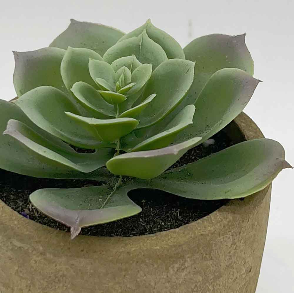 MC3394 Succulent Single